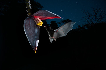 Common Long-tongued Bat (Glossophaga soricina) adult feeding at night from flower nectar, Costa Rica - stock photo