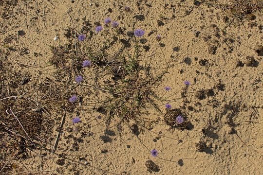Blue bonnet fowers in the sand - Jasione montana