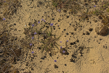 Blue bonnet fowers in the sand - Jasione montana