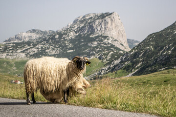 owce na pastwisku, Durmitor, góry, Czarnogóra, Montenegro, Europe, baran © sarns