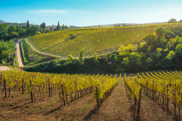 Montalcino vineyards in autumn. Tuscany region, Italy - 671197309