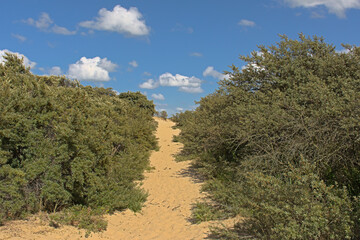 Sunny hiking trail through the dunes with trees and shrubs of `De Westhoek` nature reserve on a suny summer day , De Panne, Belgium