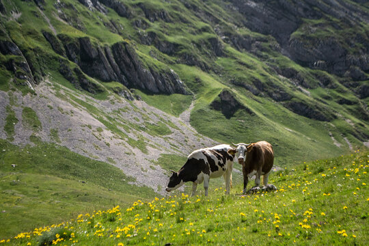 krowy na łące w g&oacute;rach, Durmitor, Czarnog&oacute;ra, Montenegro, Europe
