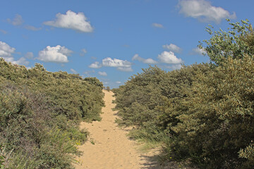 Fototapeta premium Sunny hiking trail through the dunes with trees and shrubs of `De Westhoek` nature reserve on a suny summer day , De Panne, Belgium
