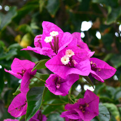 Bougainvillea Glabra flower,  paperflower in the garden