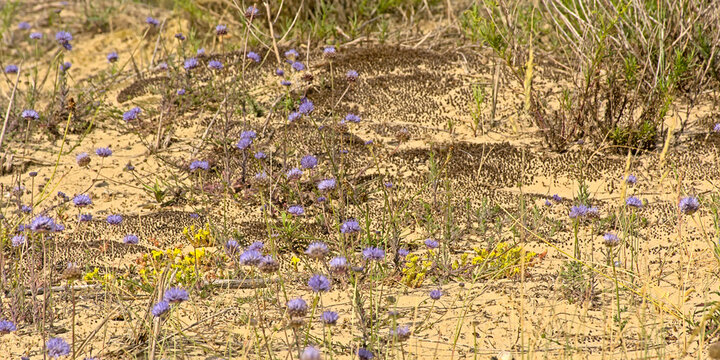 blue bonnet and biting stonecrop flowers in the dunes 