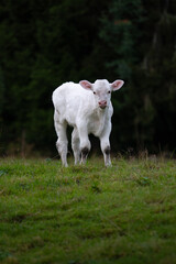 Obraz premium Baby Cow