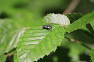Mücke (Nematocera)