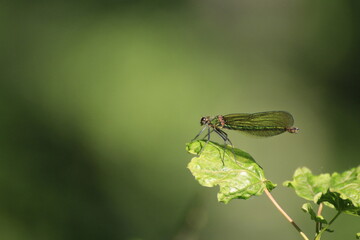 Libelle (Odonata)