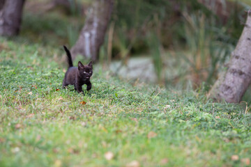 Schwarze Baby Katze am Teig