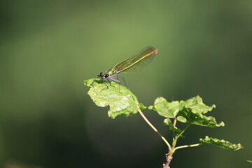Libelle (Odonata)