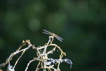 Libelle (Odonata)