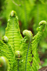 Fern leaves Close up. Matteuccia struthiopteris, Ostrich fern freshly sprouting in spring.