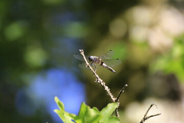 Libelle (Odonata)