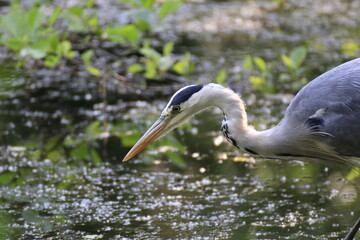 Graureiher (Ardea cinerea)