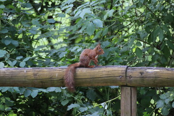 Eichhörnchen (Sciurus)
