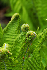 Fern leaves Close up. Matteuccia struthiopteris, Ostrich fern freshly sprouting in spring.