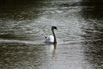 Duck on the lake 