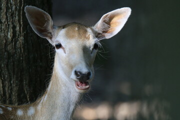 Fototapeta premium Reh (Capreolus capreolus)