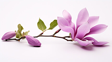 An isolated, purplish Magnolia felix atop a white surface.