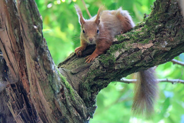 Eichhörnchen (Sciurus)