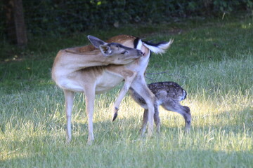 Reh (Capreolus capreolus)