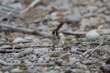 Little bird