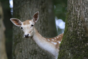Reh (Capreolus capreolus)