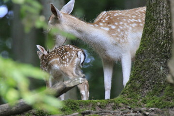 Reh (Capreolus capreolus)