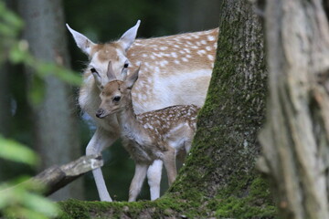 Reh (Capreolus capreolus)