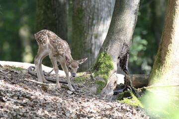 Reh (Capreolus capreolus)