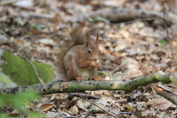 Eichhörnchen (Sciurus)
