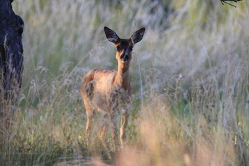 Reh (Capreolus capreolus)