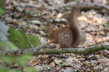 Eichhörnchen (Sciurus)