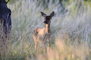 Reh (Capreolus capreolus)
