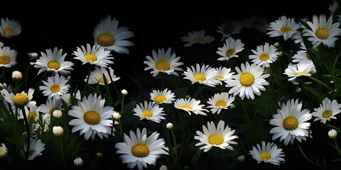 White daisies on a black background. Beautiful spring flowers. Generative AI.