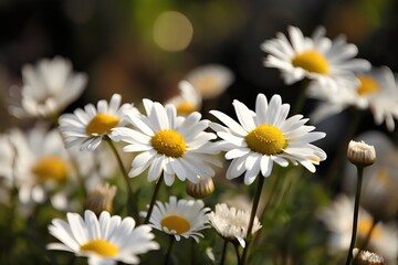 Fototapeta premium Daisy flowers in the garden on a sunny day. Chamomile field. Generative AI.