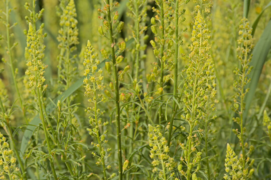 Yellow weld flowers in the dunes - Reseda luteola