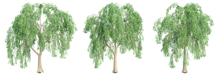set of willow trees, 3D rendering, isolated on a transparent background. Perfect for illustration, digital  composition, and architecture visualization © ANDRIBENKY