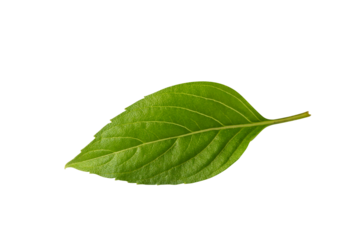 Isolated green organic Thai basil leaf 