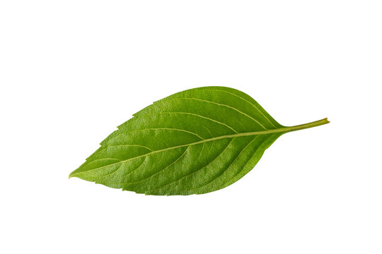 Isolated green organic Thai basil leaf 