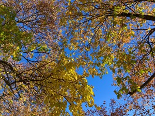 Fototapeta premium autumn leaves against blue sky