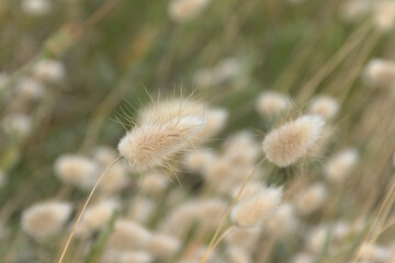 Obraz premium Hare`s tail grass - Lagurus ovatus