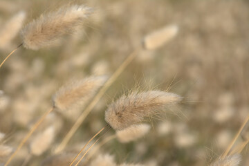 Hare`s tail grass in the dunes, selective focus with bokeh background - Lagurus ovatus