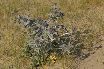 Flowering sea holly plant in the dunes