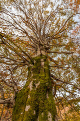 Fall foliage in Italian appenines.