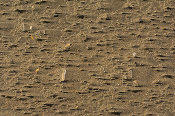 Sand with broken shells and wind traces on the beach of the northesea coast