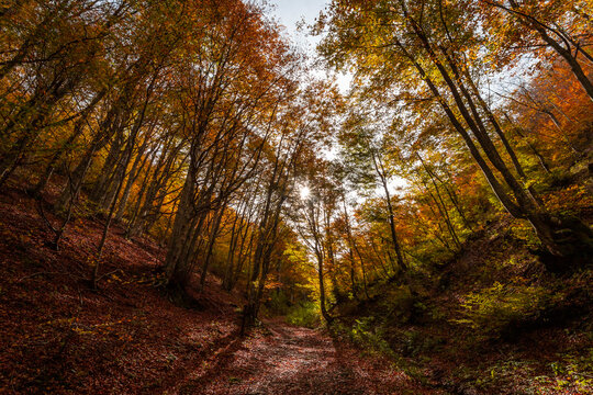 Fall foliage in Italian appenines.