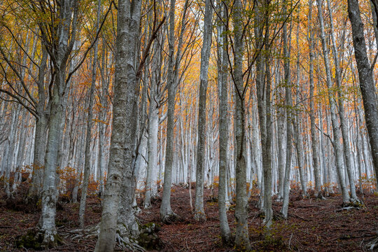 Fall foliage in Italian appenines.