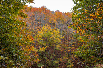 Fall foliage in Italian appenines.